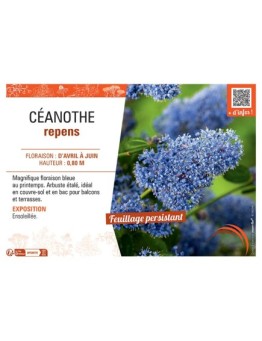 CEANOTHE REPENS