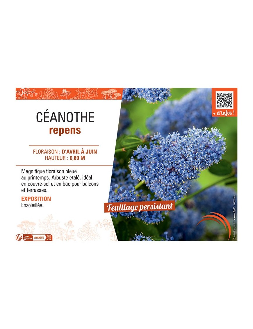 CEANOTHE REPENS