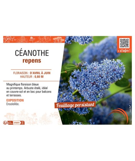 CEANOTHE REPENS