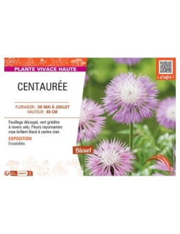 CENTAUREE (rose)
