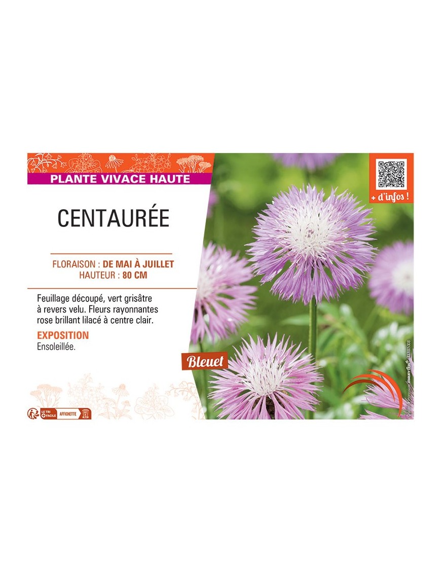 CENTAUREE (rose)