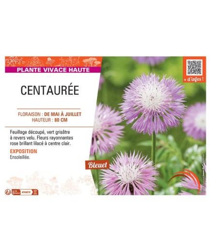 CENTAUREE (rose)