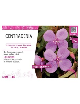 CENTRADENIA (rose)