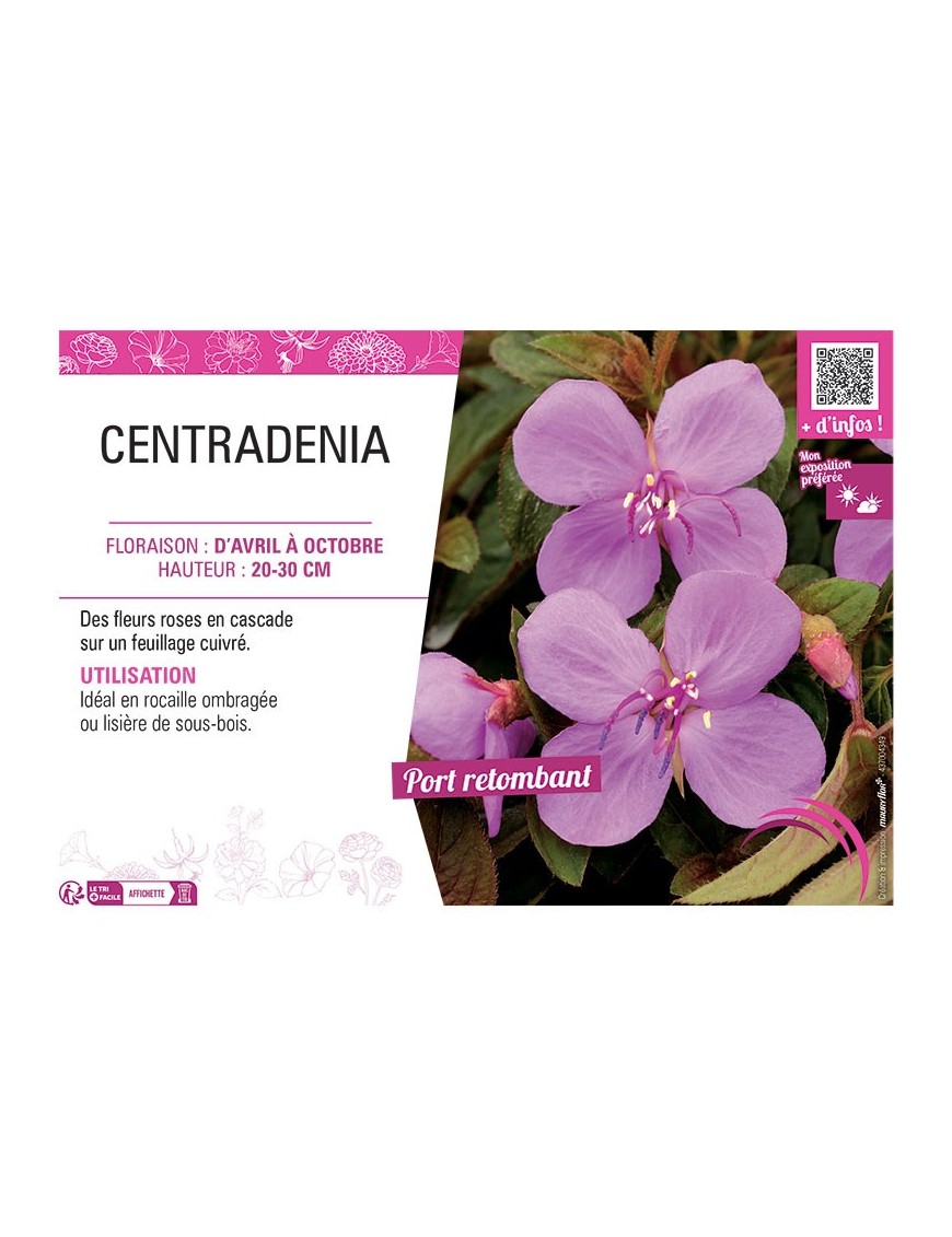 CENTRADENIA (rose)