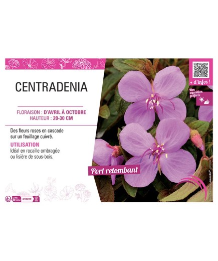 CENTRADENIA (rose)