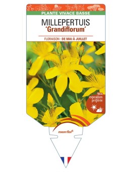 HYPERICUM polyphyllum Grandiflorum voir Millepertuis