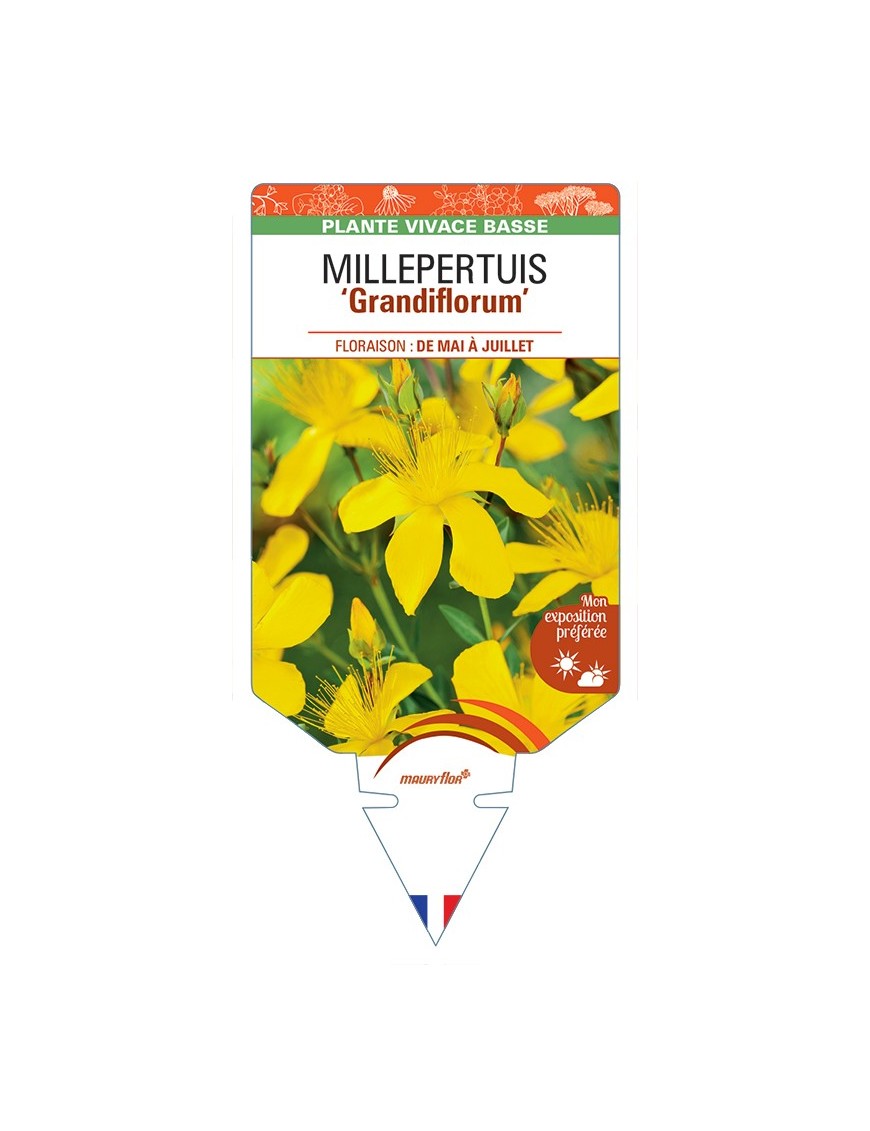 HYPERICUM polyphyllum Grandiflorum voir Millepertuis
