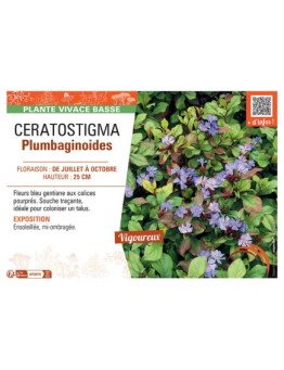 CERATOSTIGMA PLUMBAGINOIDES