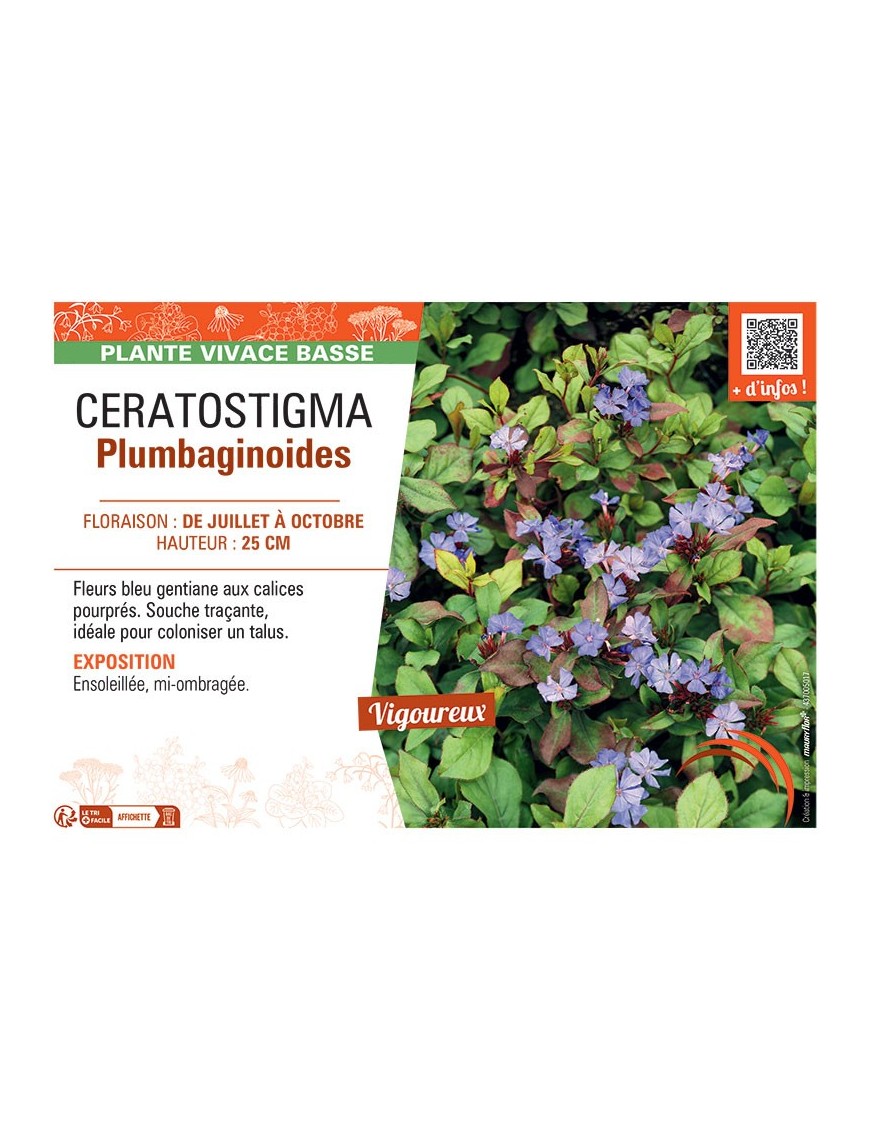 CERATOSTIGMA PLUMBAGINOIDES