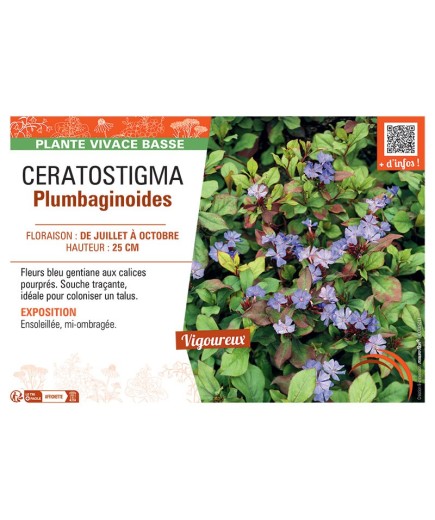 CERATOSTIGMA PLUMBAGINOIDES