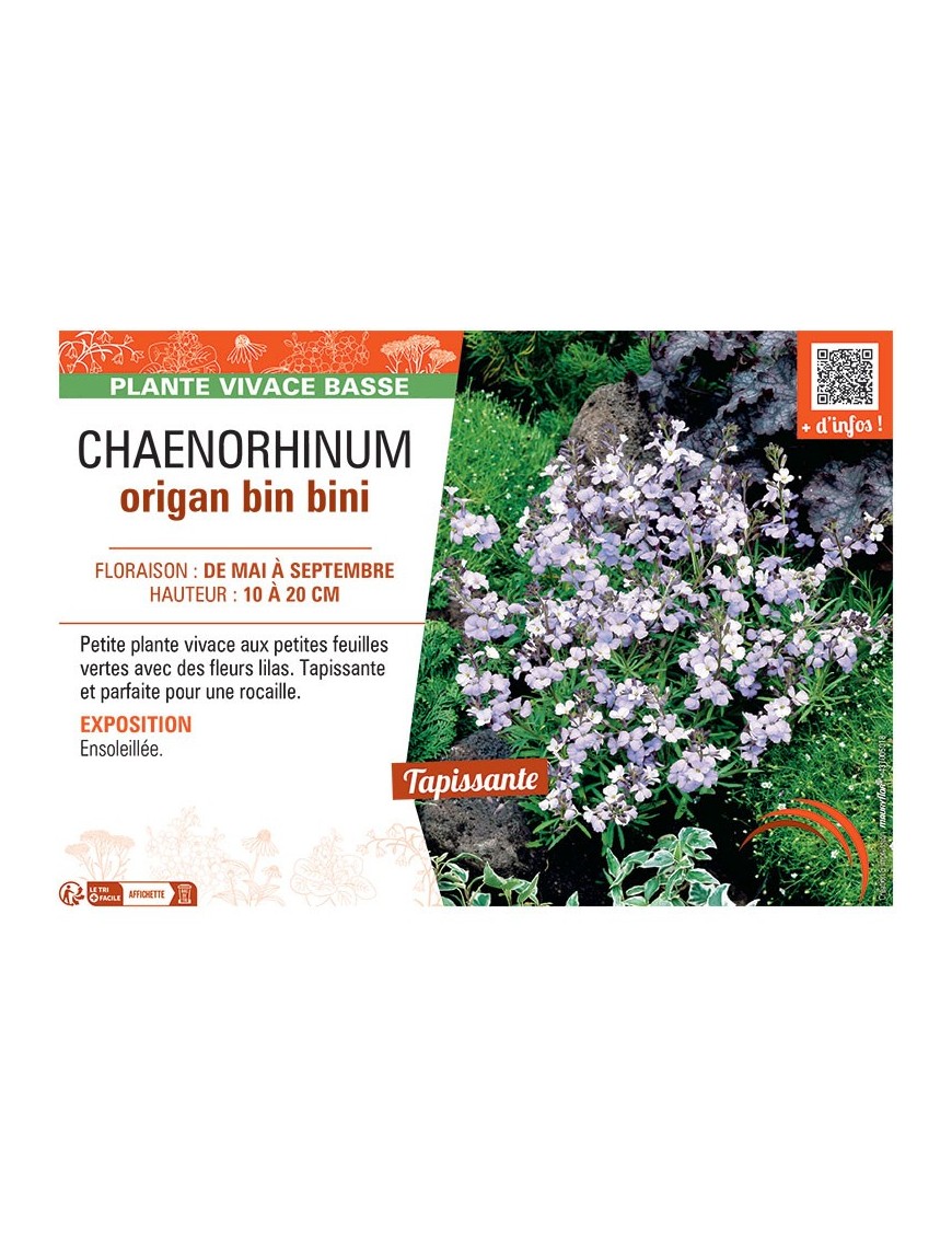 CHAENORHINUM ORIGAN BIN BINI