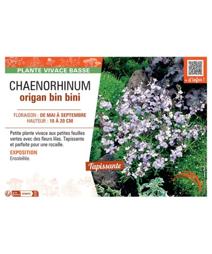 CHAENORHINUM ORIGAN BIN BINI