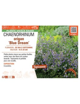 CHAENORHINUM ORIGAN BLUE DREAM