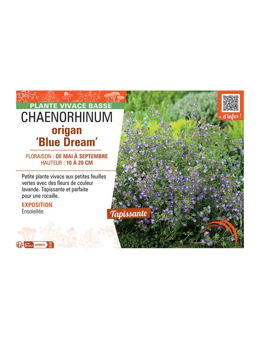 CHAENORHINUM ORIGAN BLUE DREAM