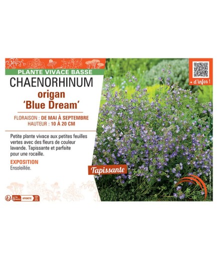CHAENORHINUM ORIGAN BLUE DREAM