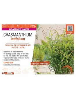 CHASMANTHIUM LATIFOLIUM
