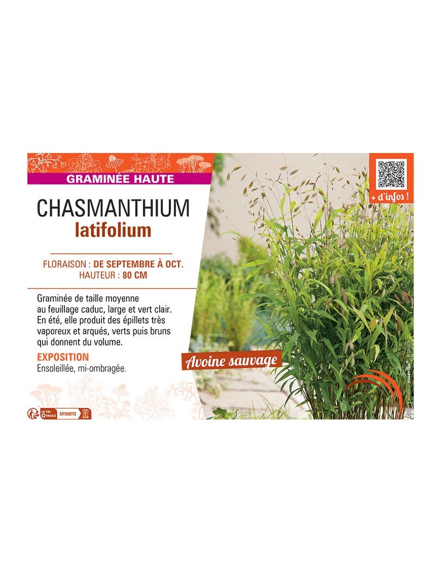 CHASMANTHIUM LATIFOLIUM