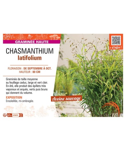 CHASMANTHIUM LATIFOLIUM