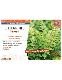 CHEILANTHES LANOSA