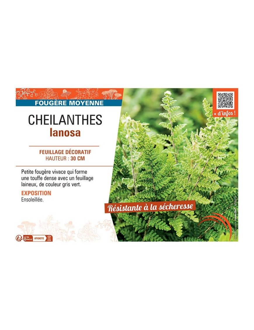CHEILANTHES LANOSA
