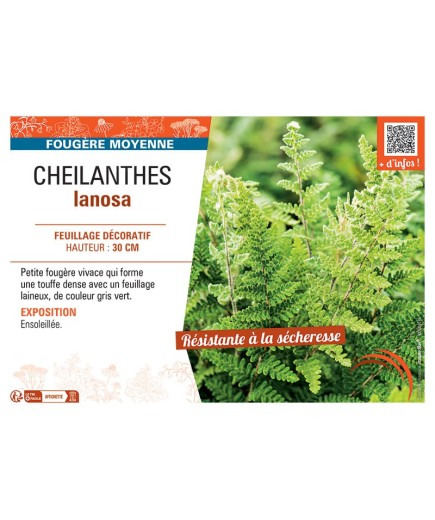 CHEILANTHES LANOSA