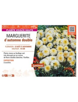 CHRYSANTHEME D'AUTOMNE DOUBLE (blanc)