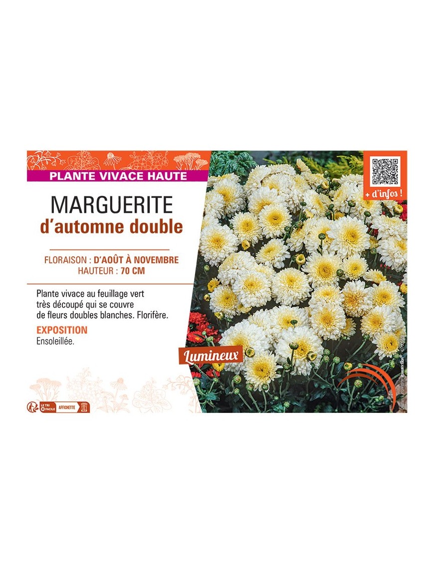 CHRYSANTHEME D'AUTOMNE DOUBLE (blanc)