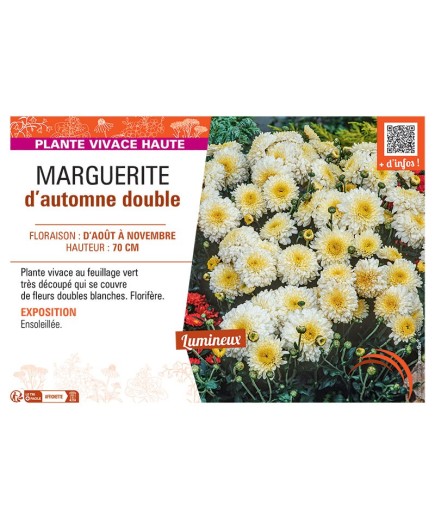 CHRYSANTHEME D'AUTOMNE DOUBLE (blanc)