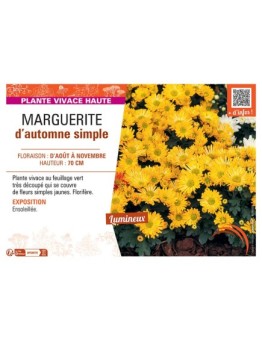 CHRYSANTHEME D'AUTOMNE simple (jaune)