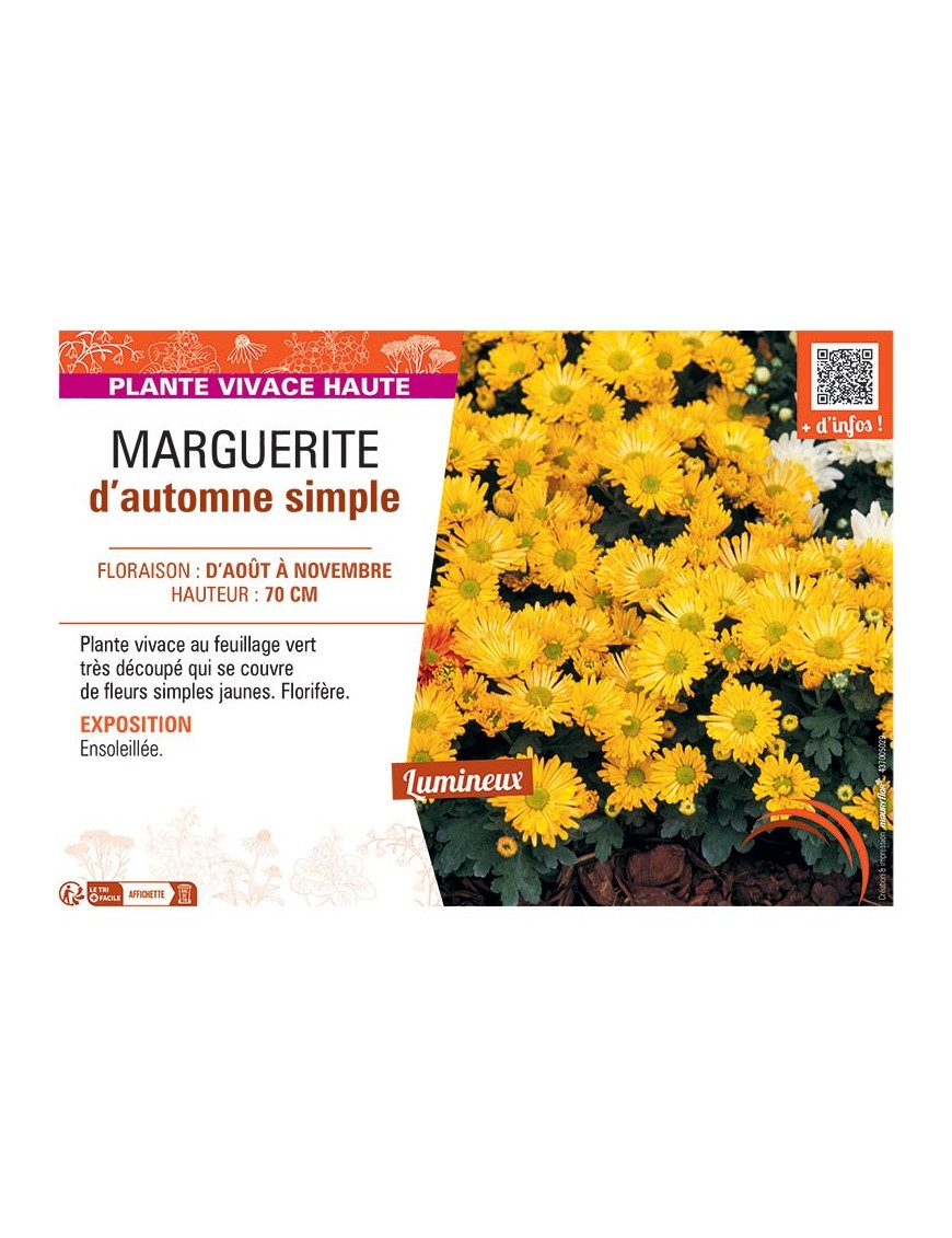 CHRYSANTHEME D'AUTOMNE simple (jaune)