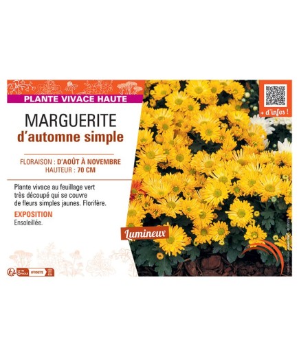 CHRYSANTHEME D'AUTOMNE simple (jaune)