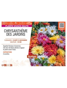 CHRYSANTHEME DES JARDINS (varié)