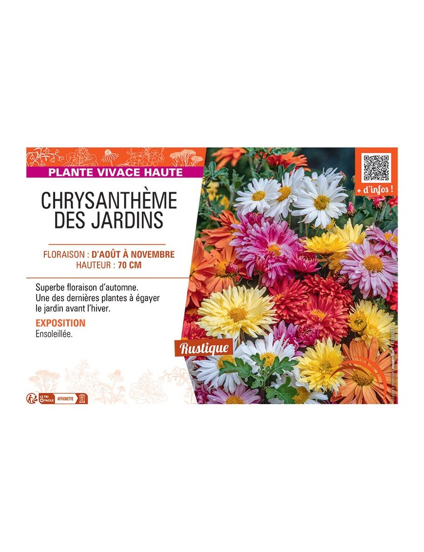 CHRYSANTHEME DES JARDINS (varié)