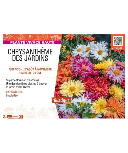 CHRYSANTHEME DES JARDINS (varié)