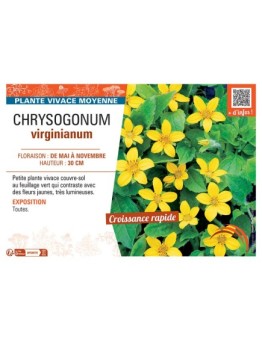 CHRYSOGONUM VIRGINIANUM