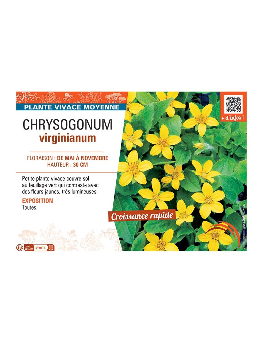 CHRYSOGONUM VIRGINIANUM