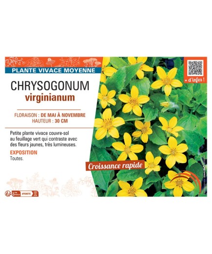 CHRYSOGONUM VIRGINIANUM