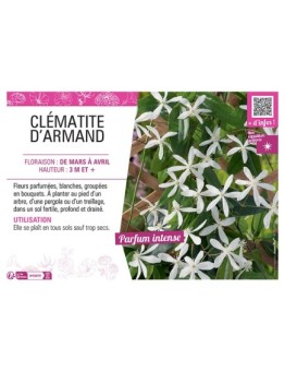 CLEMATITE D'ARMAND