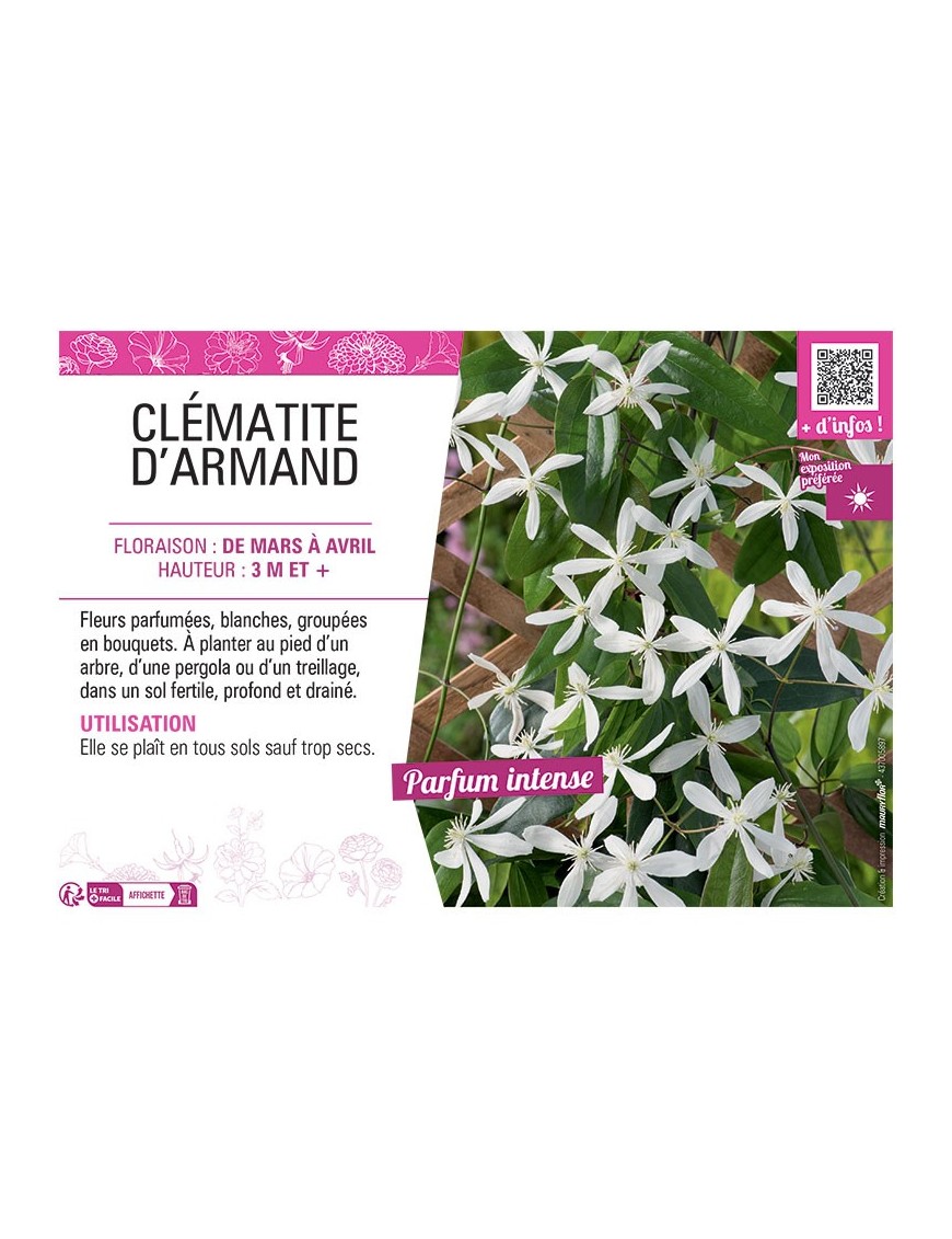 CLEMATITE D'ARMAND