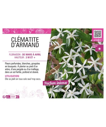 CLEMATITE D'ARMAND