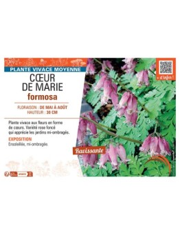 CŒUR DE MARIE FORMOSA