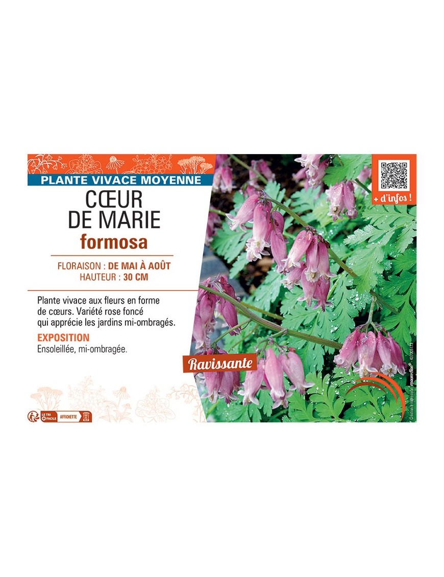 CŒUR DE MARIE FORMOSA