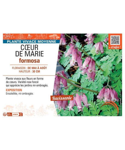 CŒUR DE MARIE FORMOSA