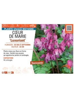 CŒUR DE MARIE LUXURIANT