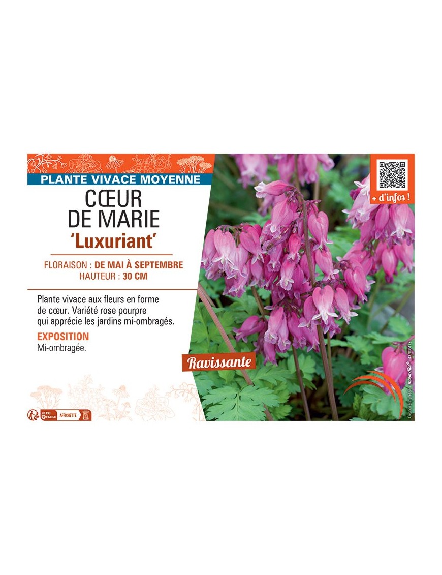 CŒUR DE MARIE LUXURIANT