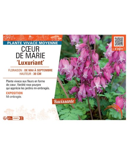 CŒUR DE MARIE LUXURIANT