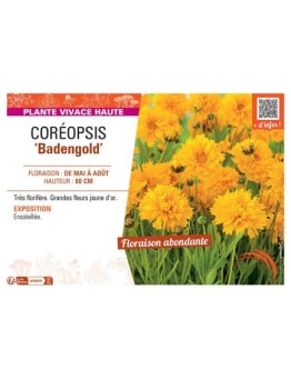 COREOPSIS BADENGOLD