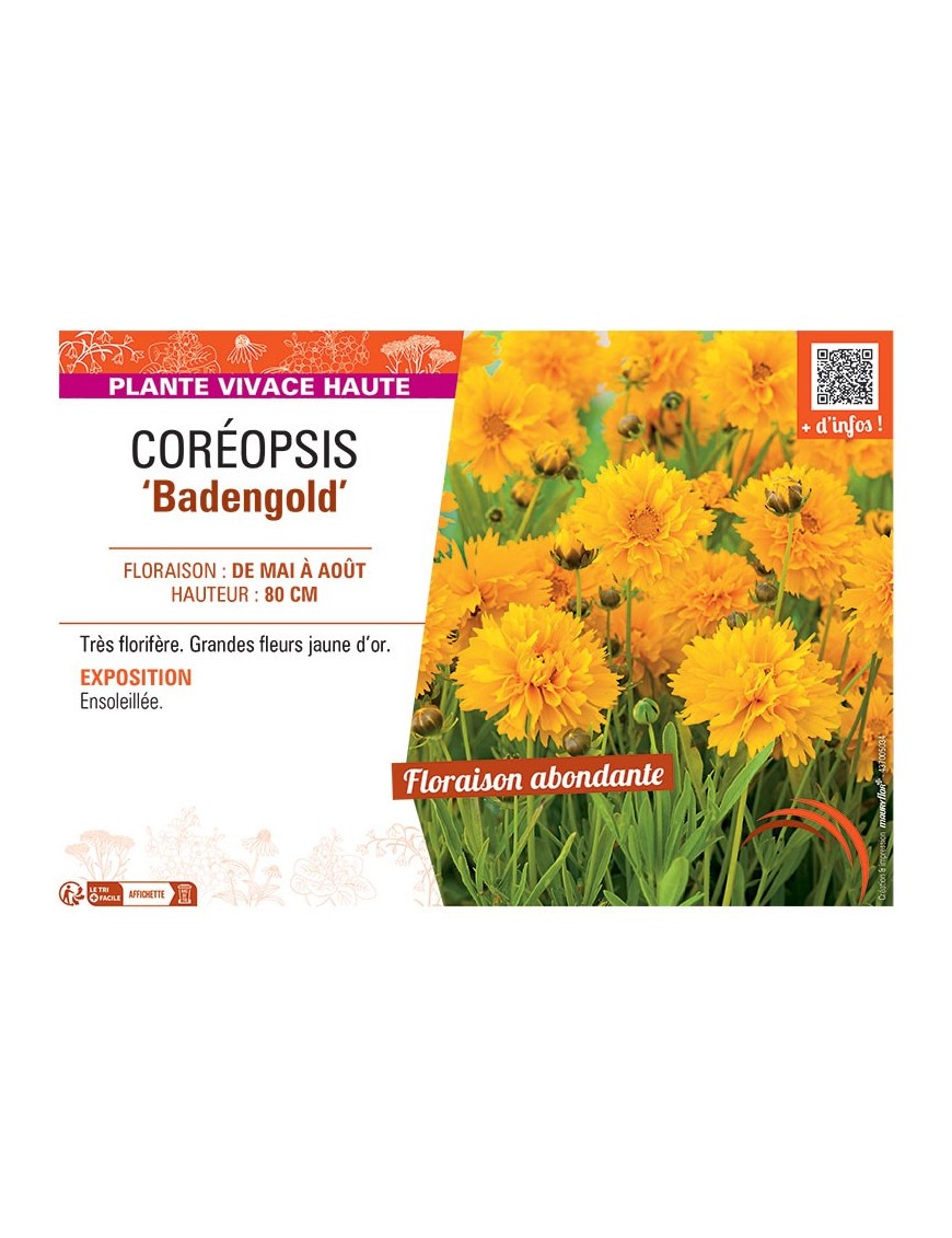COREOPSIS BADENGOLD