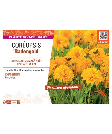 COREOPSIS BADENGOLD