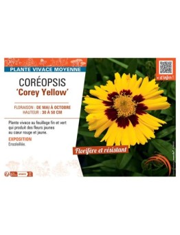 COREOPSIS COREY YELLOW